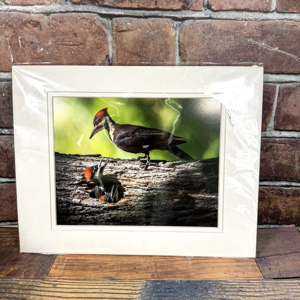 Josh Merrill 11x14 Matted‎ Print Signed Bird Woodpecker Nature Photography NEW